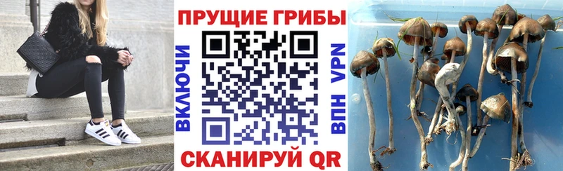 Галлюциногенные грибы Psilocybe  ОМГ ОМГ зеркало  Палласовка 
